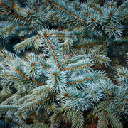 Spruce, Colorado Hoopsii (Hoop's Blue Spruce)