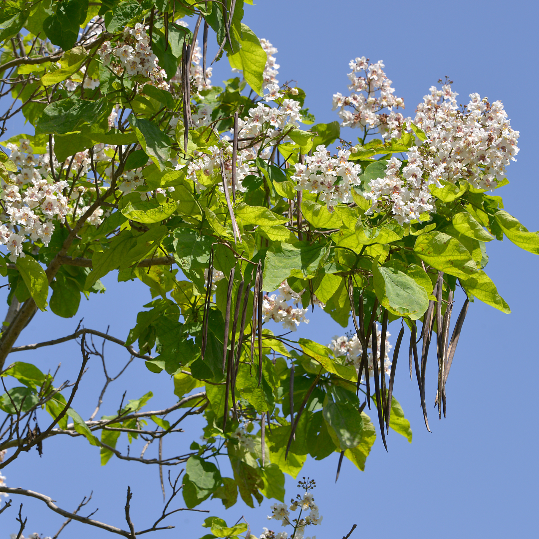 Northern Catalpa