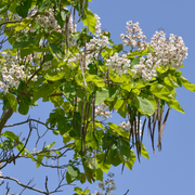 Northern Catalpa