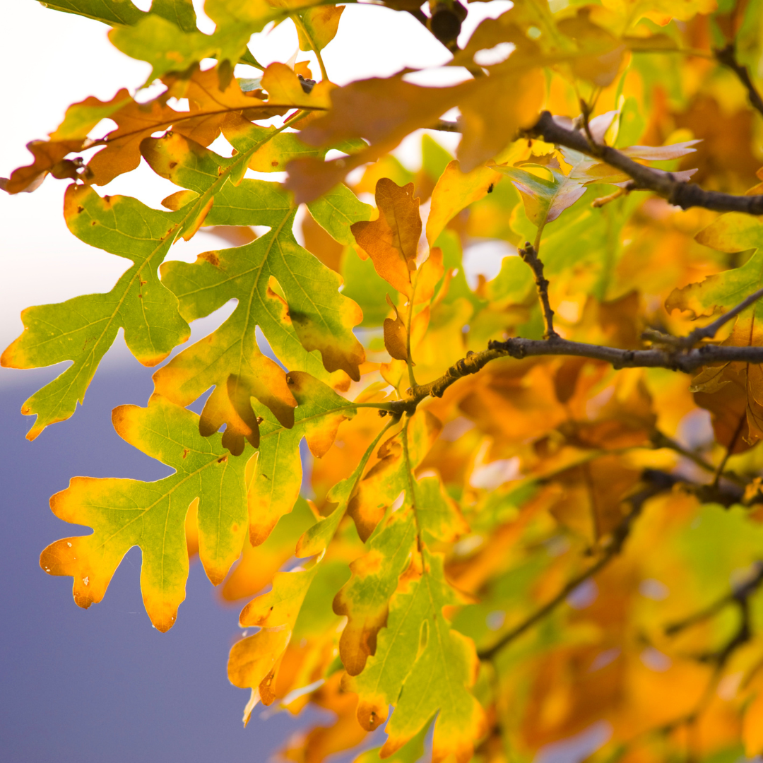 Gambel Oak
