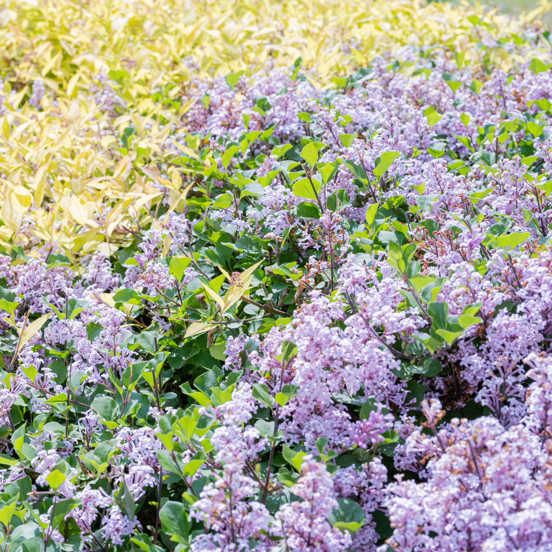 Lilac, Dwarf Korean