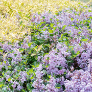 Lilac, Dwarf Korean