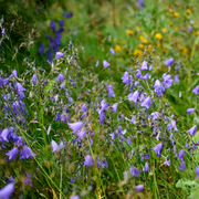 Bellflower, Olympica