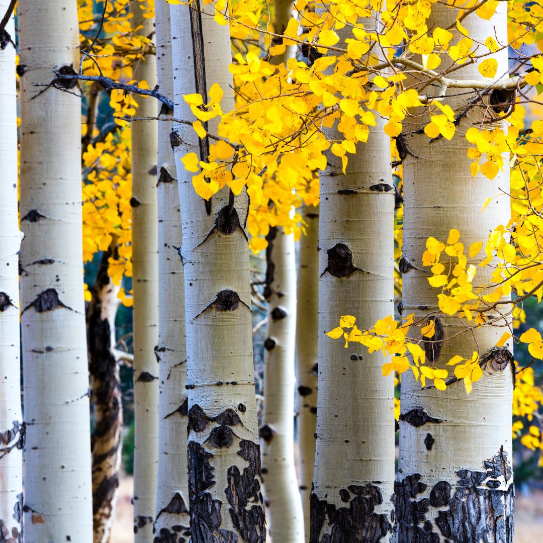 Quaking Aspen
