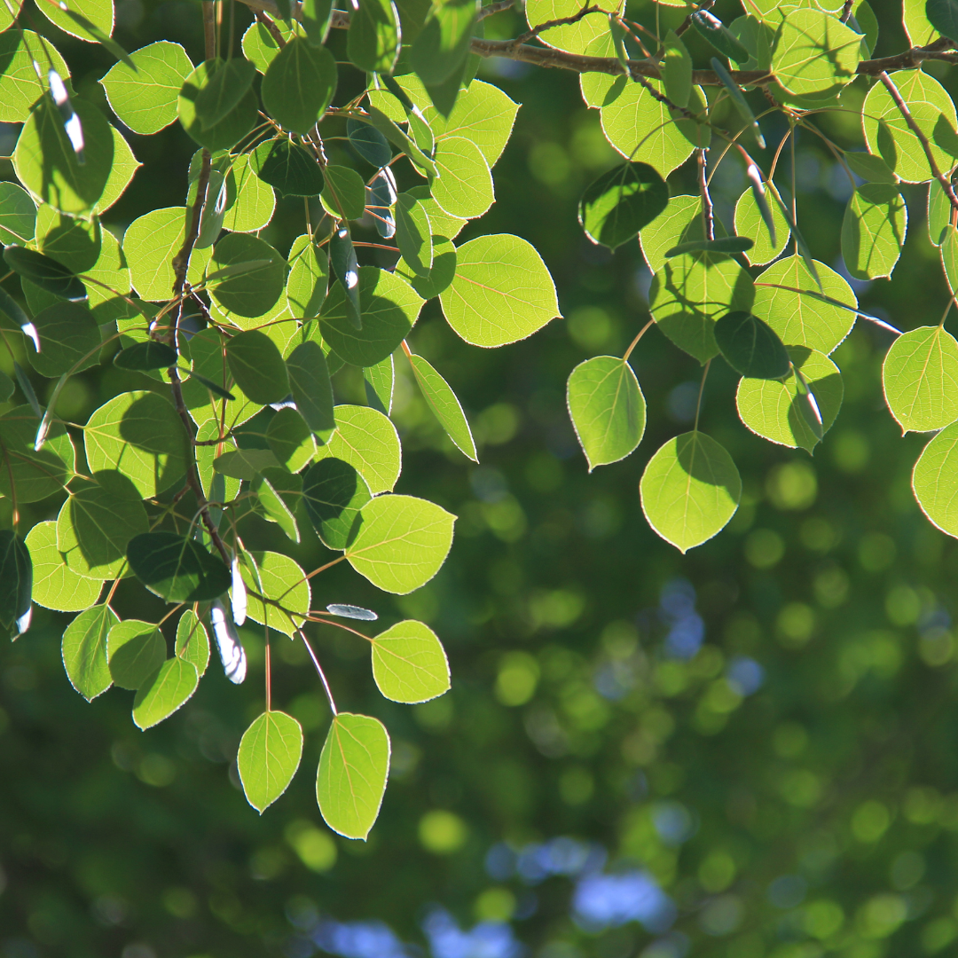 Quaking Aspen