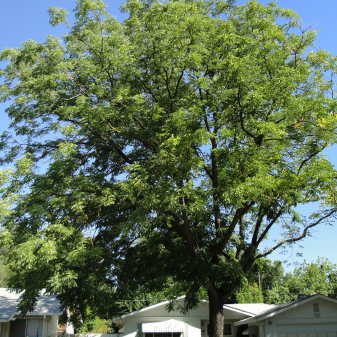 Kentucky Coffee Tree, Espresso