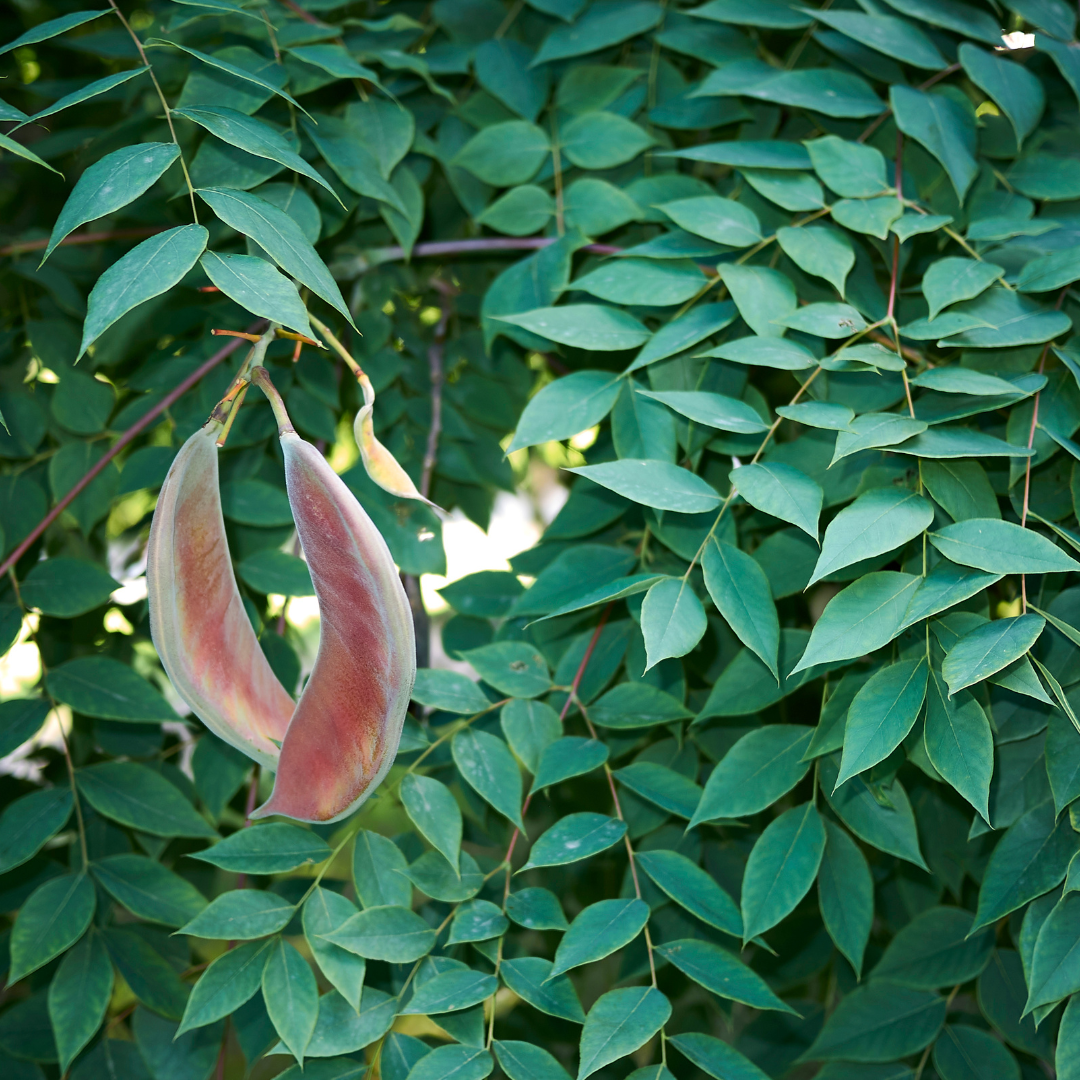 Kentucky Coffee Tree
