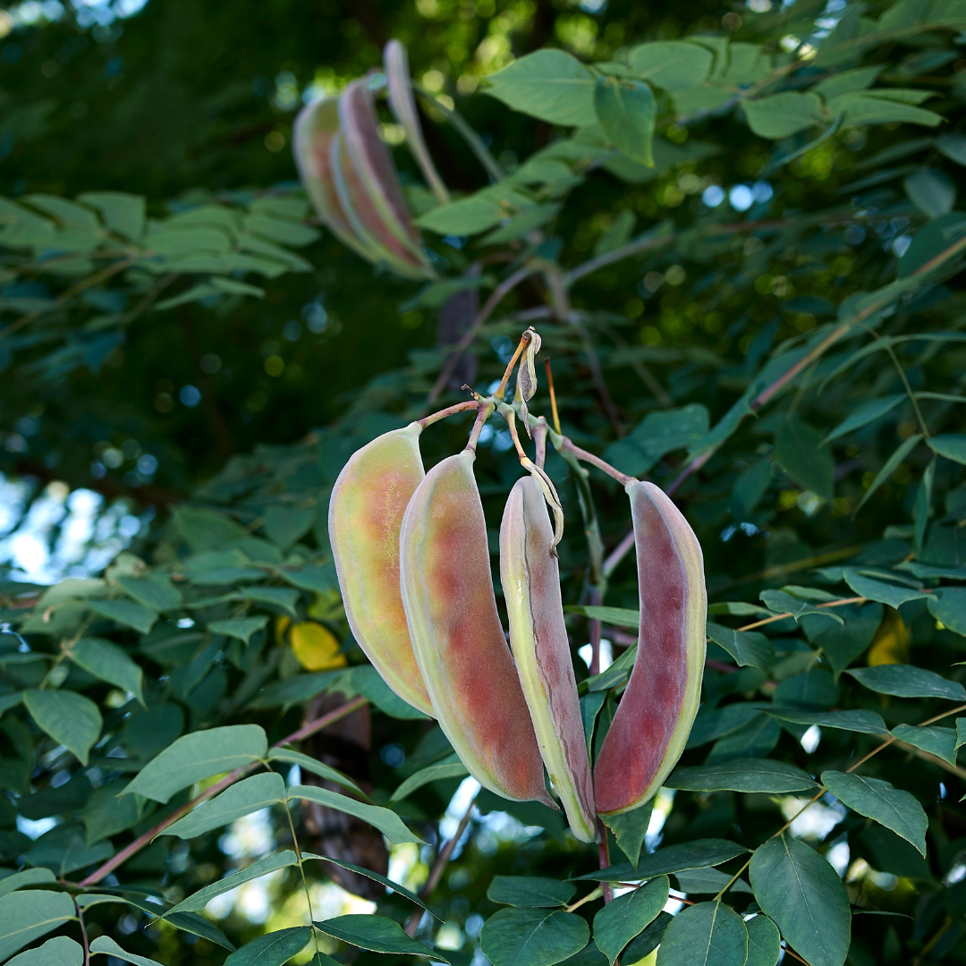 Kentucky Coffee Tree