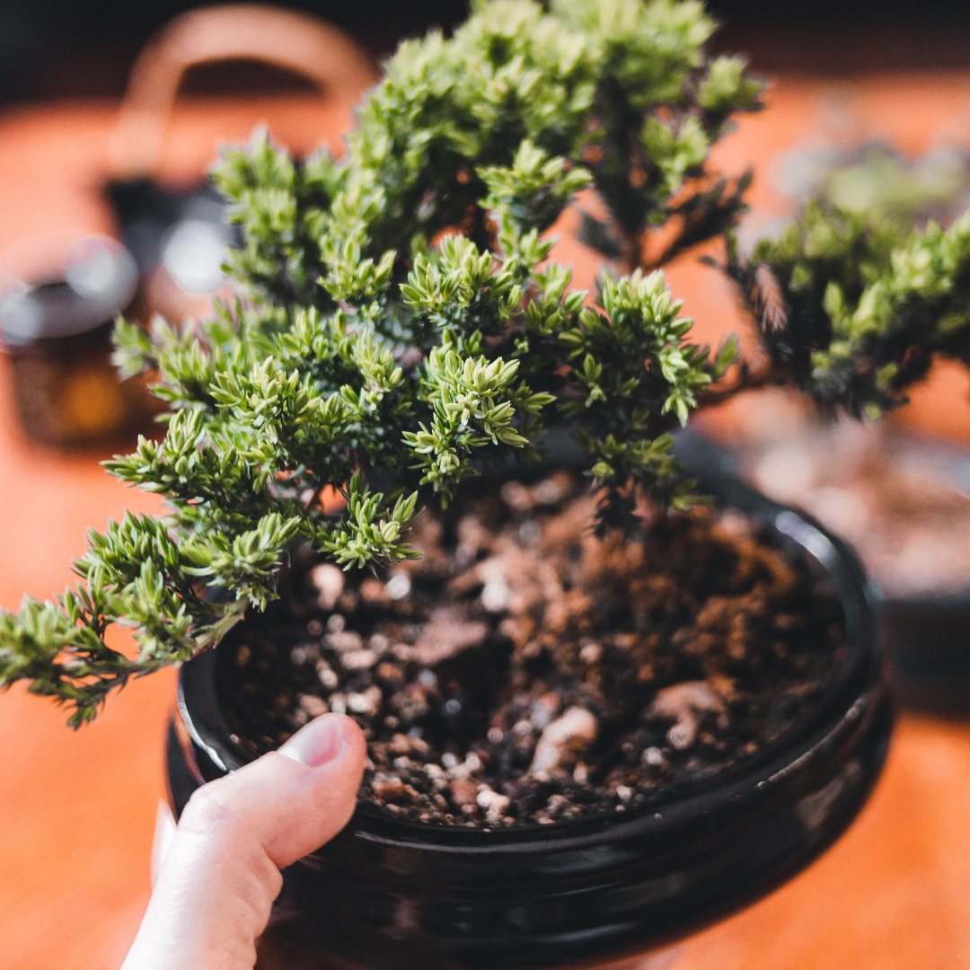 8/1 EVENT TICKET: Bonsai Basics