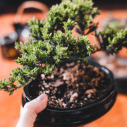 8/1 EVENT TICKET: Bonsai Basics
