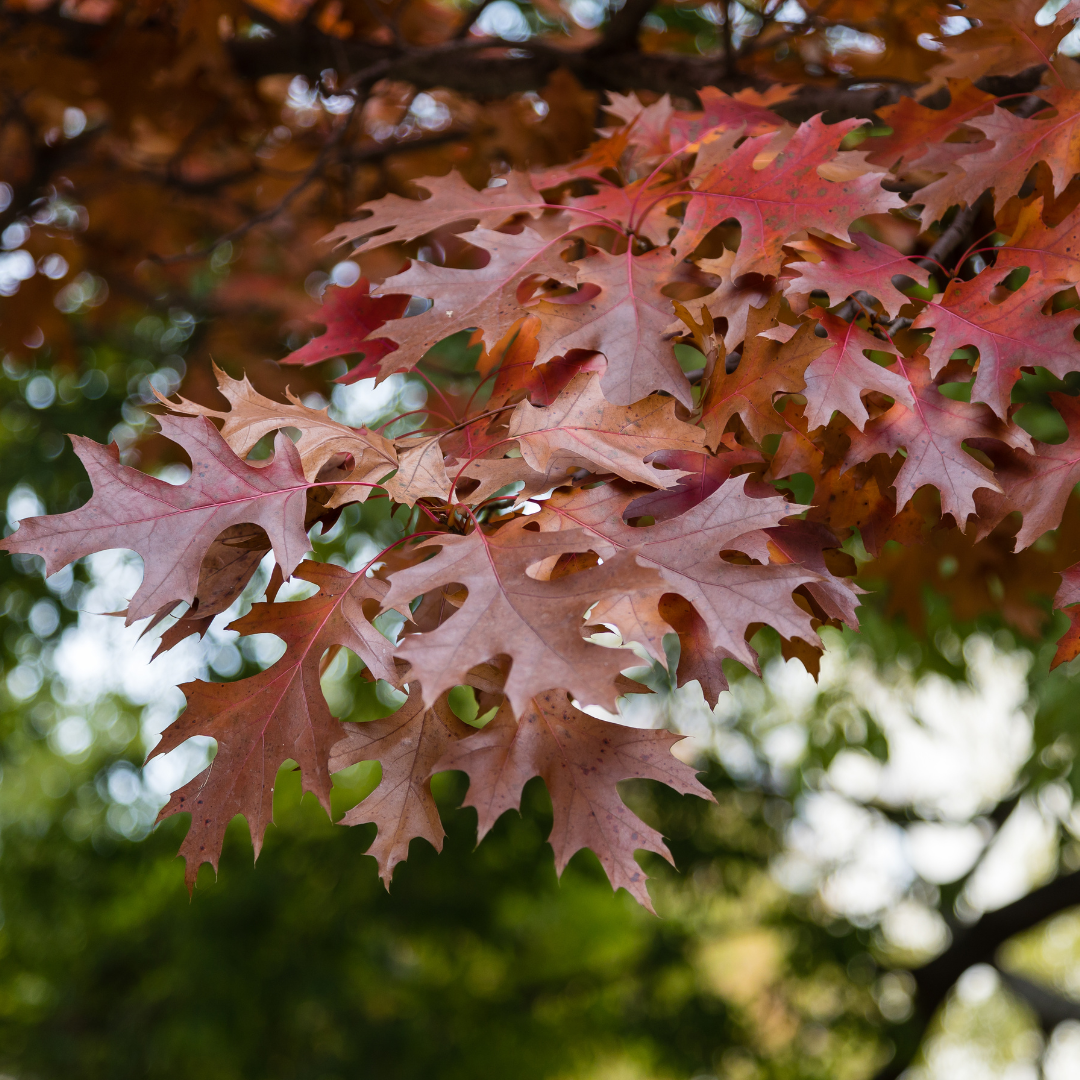 Oak, Shumard