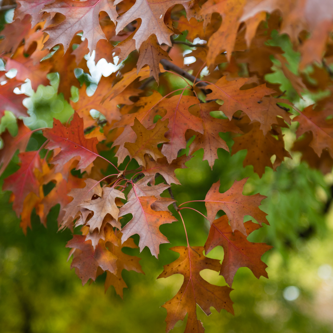 Oak, Shumard
