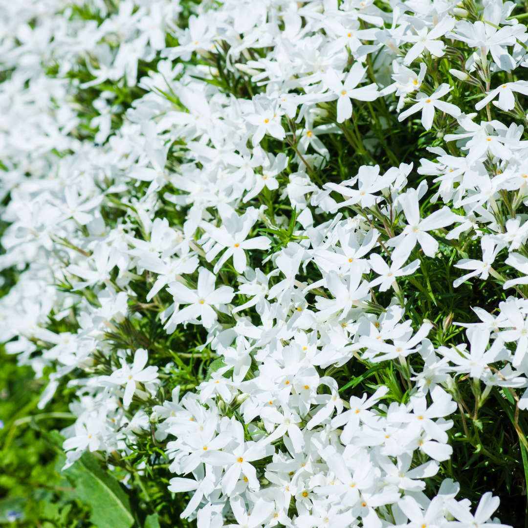 Phlox , Creeping White Delight