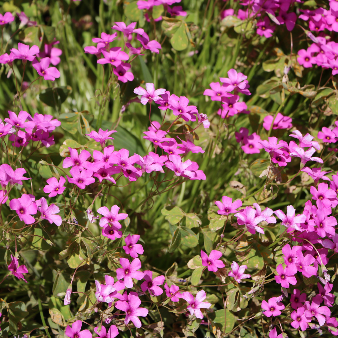 Phlox, Creeping Scarlet Flame