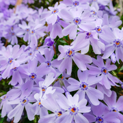 Phlox, Creeping Emerald Blue