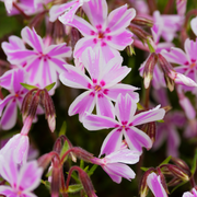 Phlox, Candy Stripe Creeping