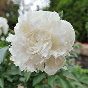 Peony, Duchess de Orleans