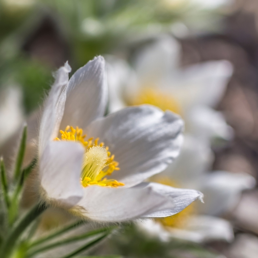 Pasque Flower, White