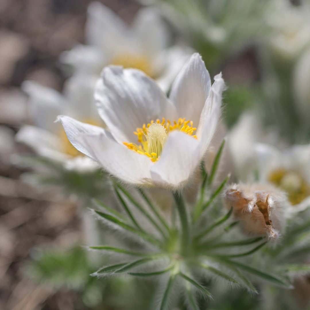 Pasque Flower, White