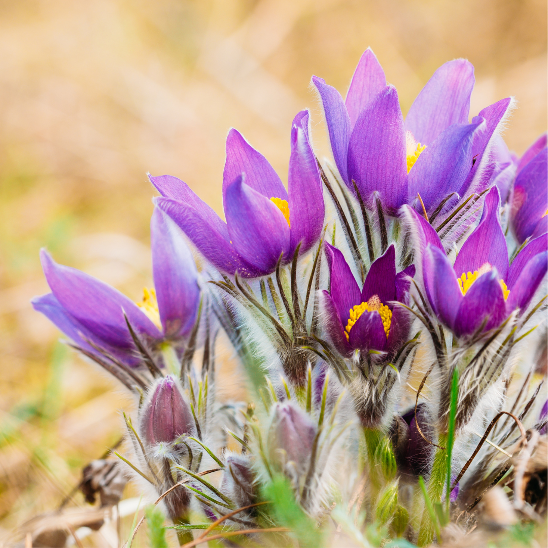 Pasque Flower
