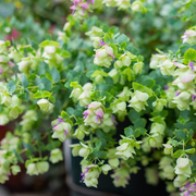 Oregano, Kent's Beauty
