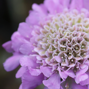 Pincushion Flower, Pink Mist