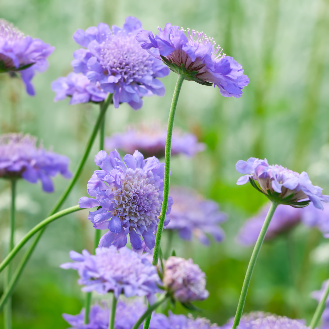 Pincushion Flower, Butterfly Blue