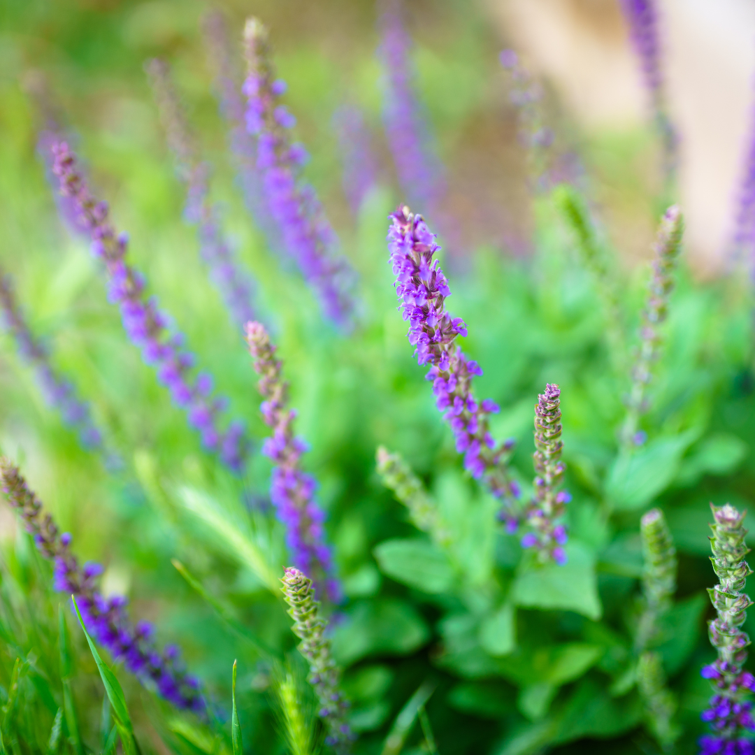 Meadow Sage, East Friesland