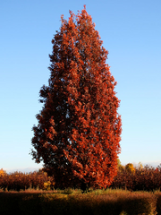 Oak, Crimson Spire