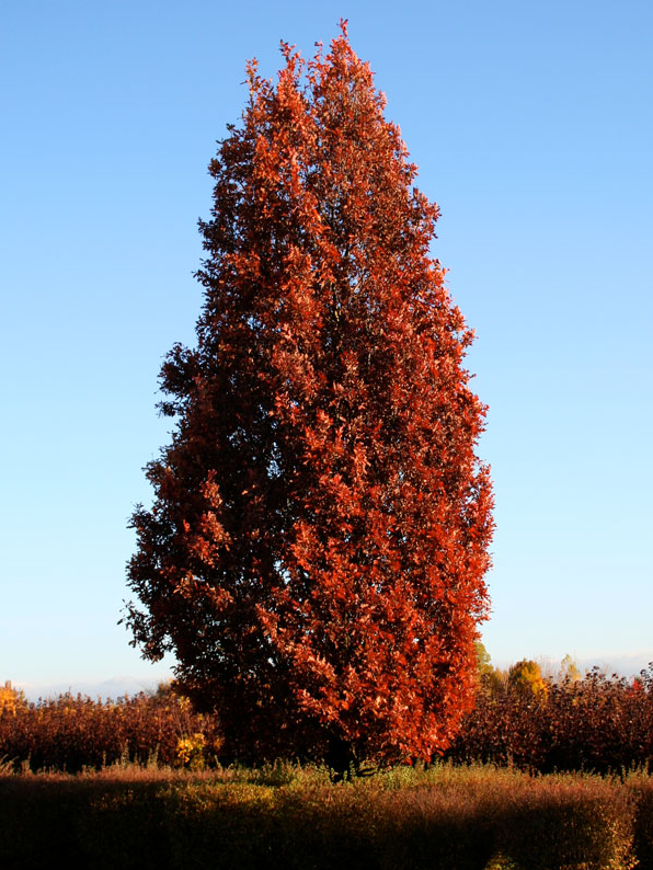 Oak, Crimson Spire