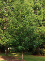 Oak, Heritage