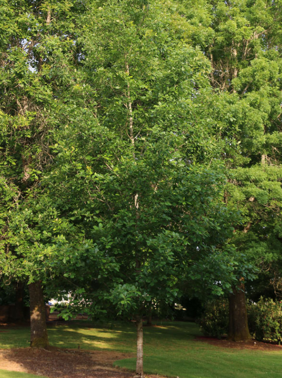 Oak, Heritage