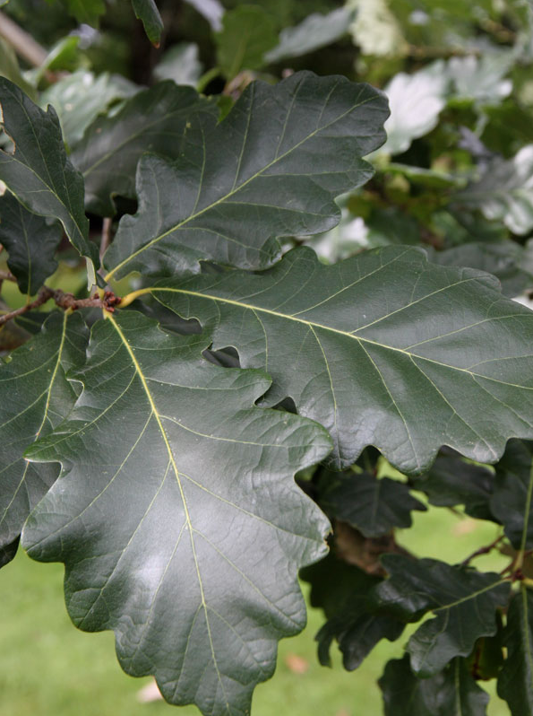 Oak, Heritage