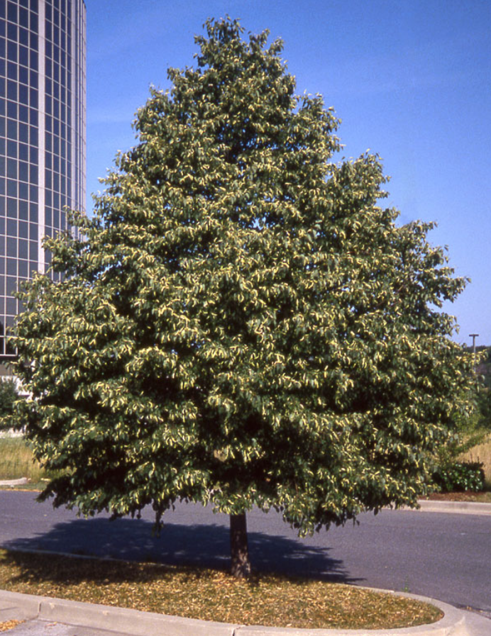 Linden, Greenspire