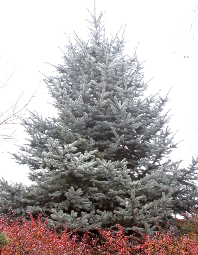 Spruce, Colorado Hoopsii (Hoop's Blue Spruce)