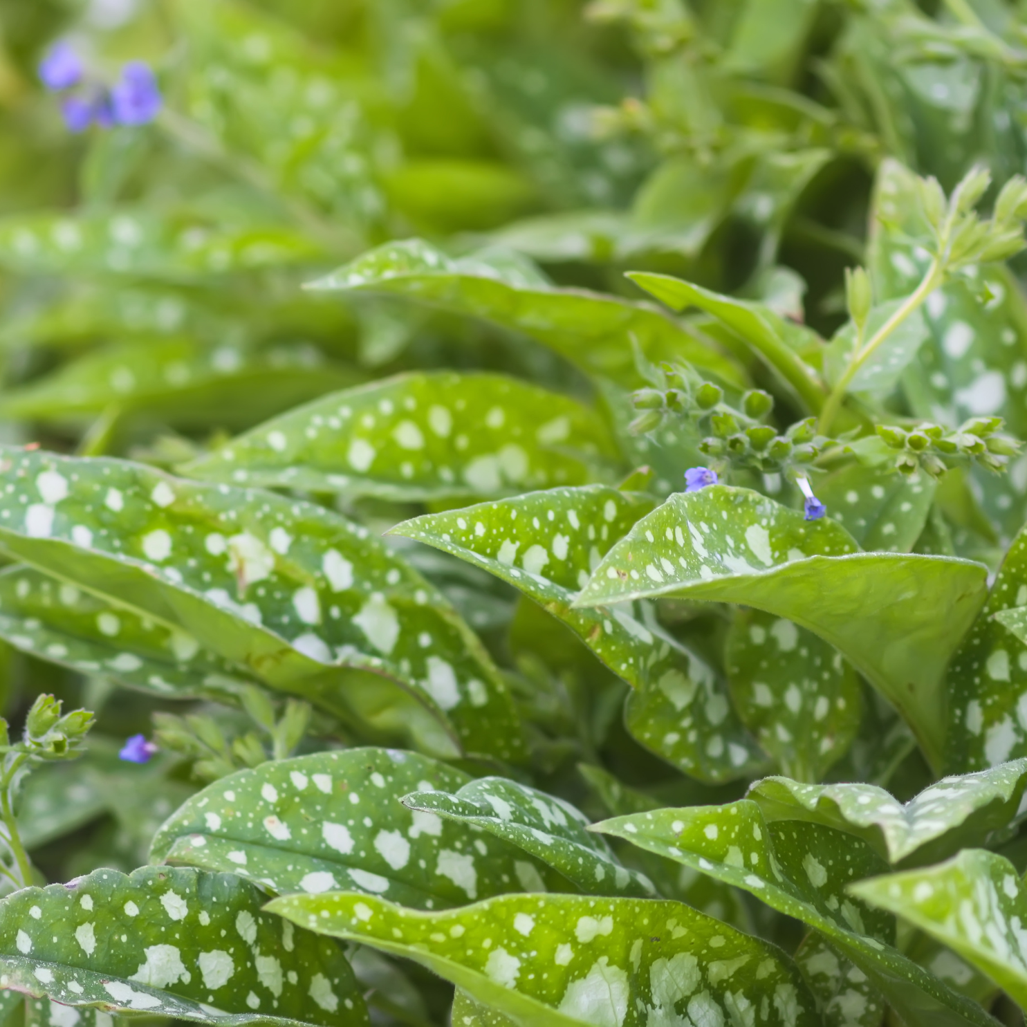 Lungwort, Trevi Fountain