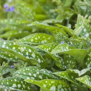 Lungwort, Trevi Fountain