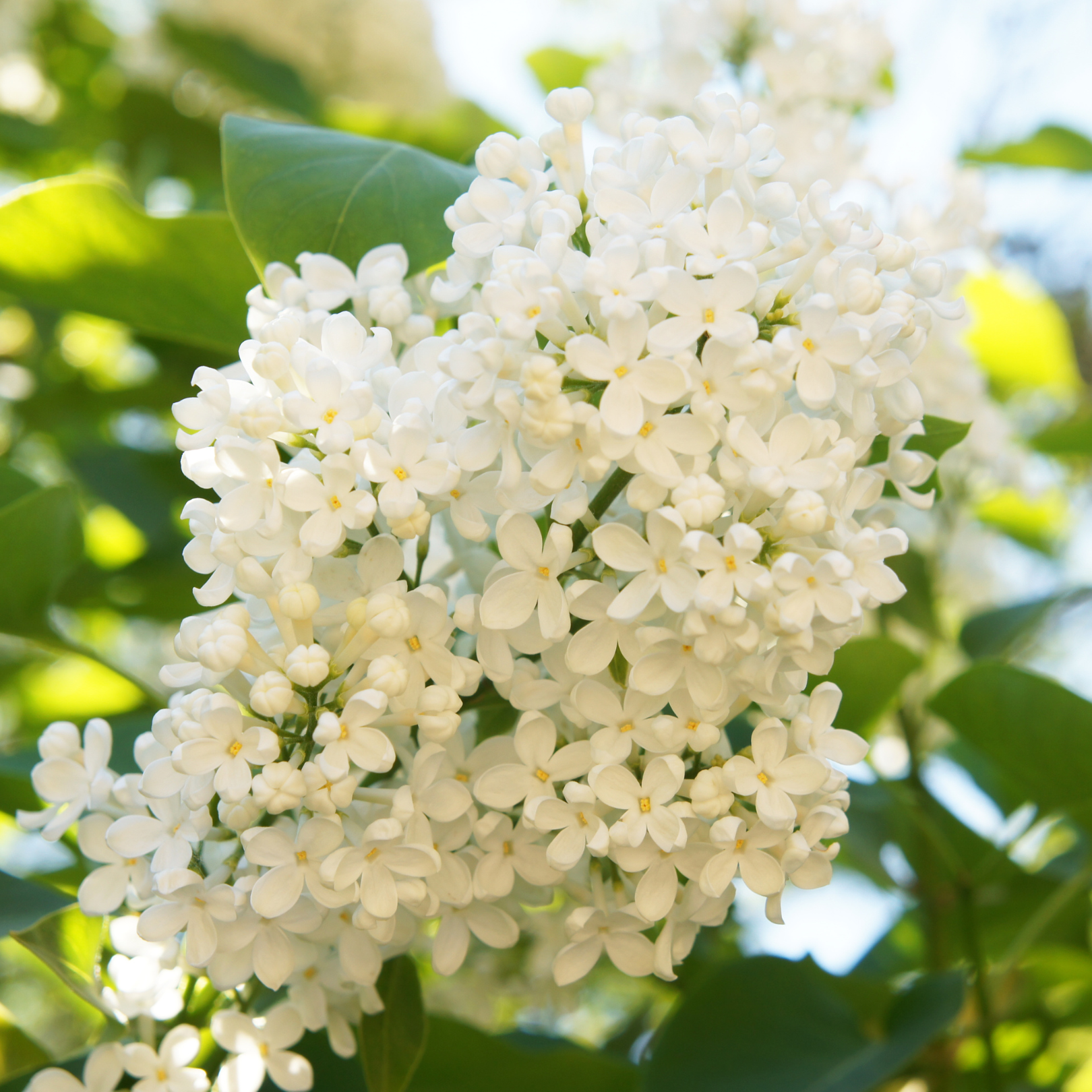 Lilac, Japanese Tree