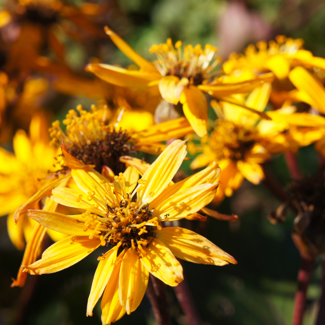 Ligularia, Othello