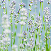 Lavender, Hidcote
