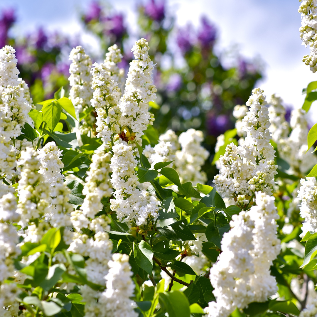 Lilac, Japanese Tree