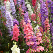 Larkspur, Magic Fountains Mix