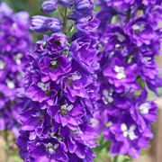 Larkspur, Black Knight