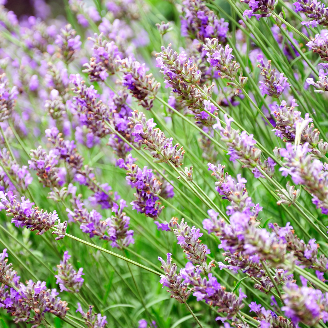 Lavender, Phenomenal