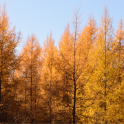 Larch, American