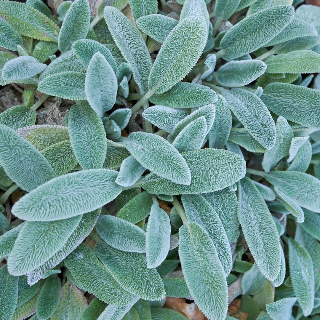Lamb's Ear, Silver Carpet