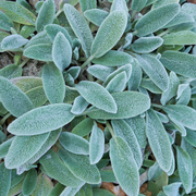 Lamb's Ear, Silver Carpet