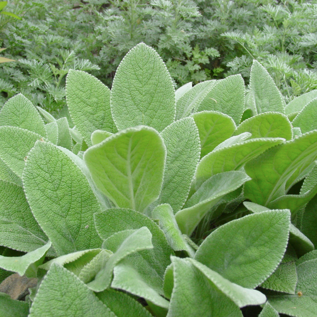 Lamb's Ear, Helene von Stein