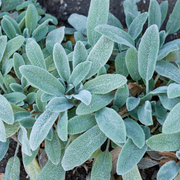 Lamb's Ear