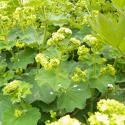 Lady's Mantle, Thriller